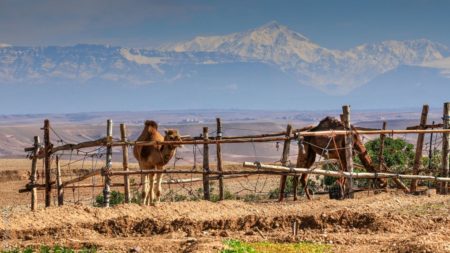 Balade dos Dromadaire desert Agafay Marrakech Terre des Etoiles