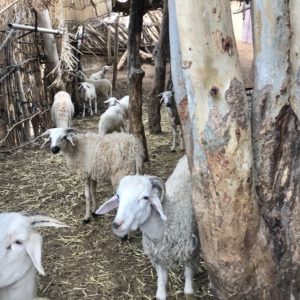 Ferme El Irch La vie à la ferme Agafay Desert Marrakech Maroc