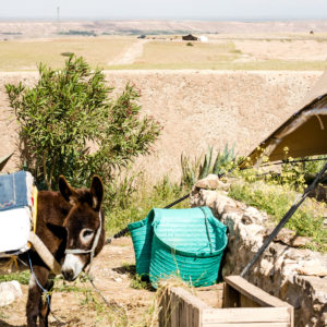 Eco camp Desert Agafay